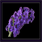 Hyacinths