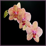 Orchid
