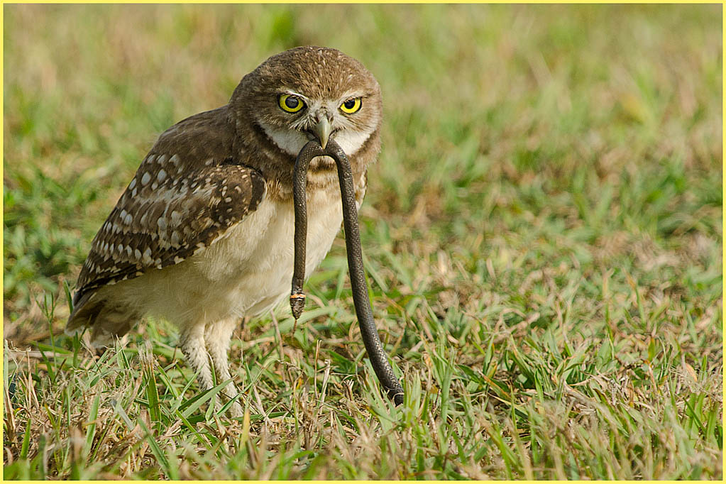 burrowing owl eating pictures to pin on pinterest pinsdaddy burrowing owl eating pictures to pin on pinterest pinsdaddy