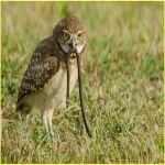 Burrowing Owl with Snake