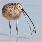 Curlew with Crab