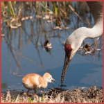 Sandhill Crane & Chick