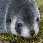 Button Nosed Baby Face