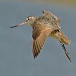 Final Approach Marbled Codwit