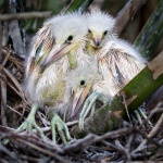 New Born Snowy Egrets