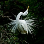 Ready to Mate Great Egret