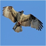 Osprey with Fish