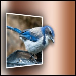 Scrub Jay