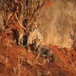 Cheetah Family After Dinner