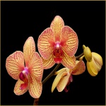 Red and Yellow Orchid