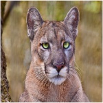 Florida Panther