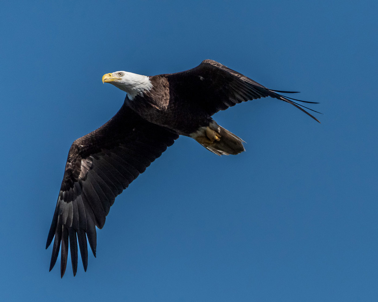 Birds in Flight