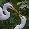 Gatorland