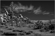 Joshua Tree