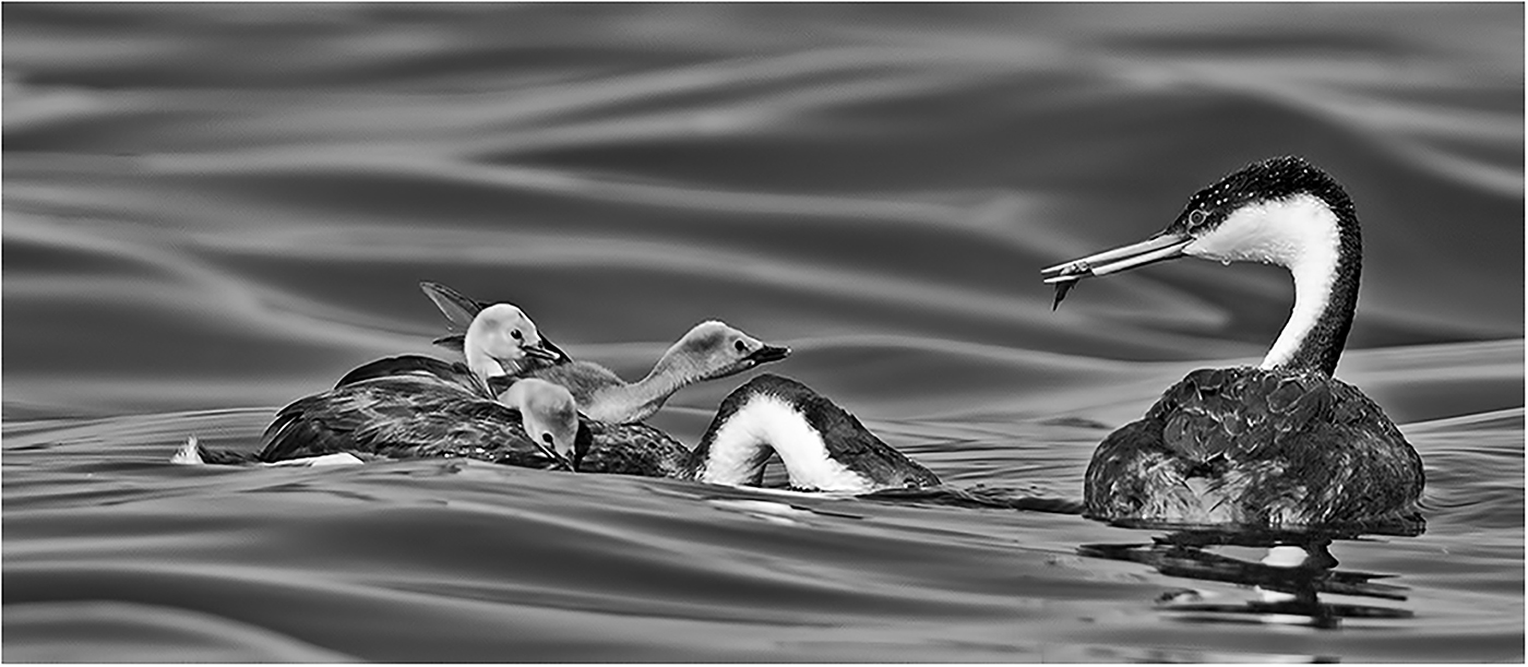 Feeding Time - Western Grebes