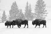 Bison in Blizzard